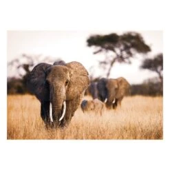 Tableau En Verre ELEPHANT