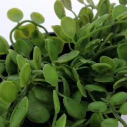 Plante Artificielle ELAIA -Décoration D'intérieur 697273 plante artificielle elaia